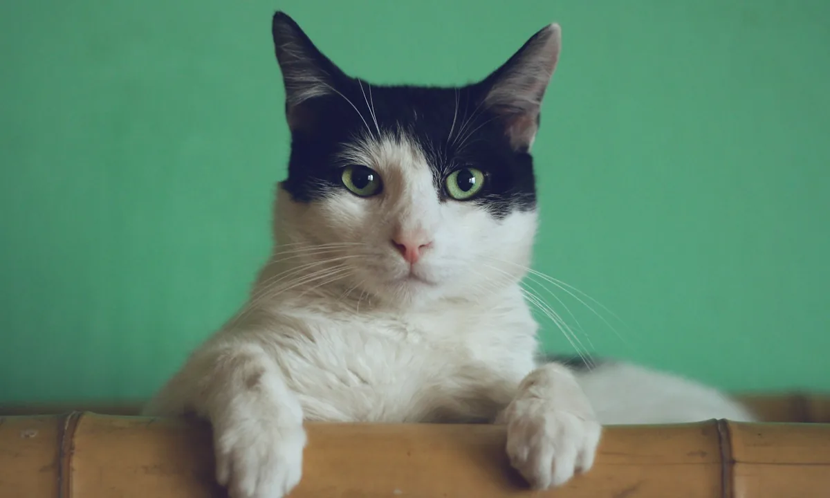 Gatto curato — Cura quotidiana
