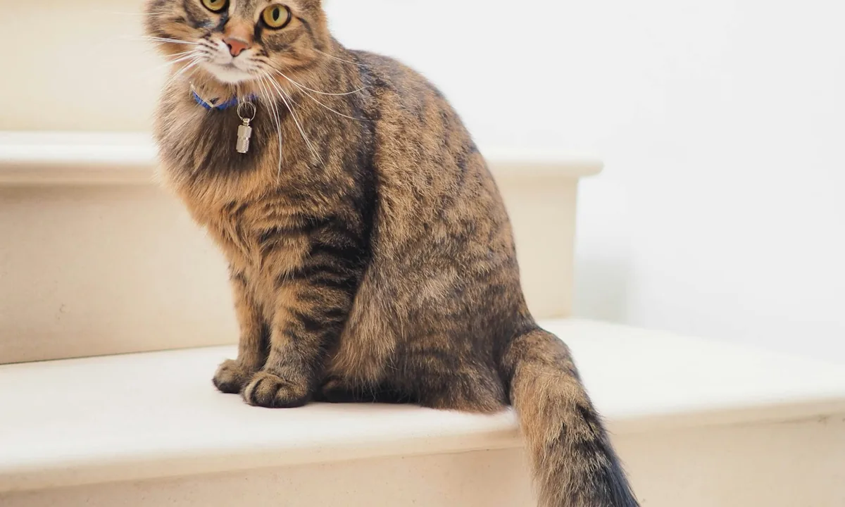 Gatto sano e vigile — Salute felina