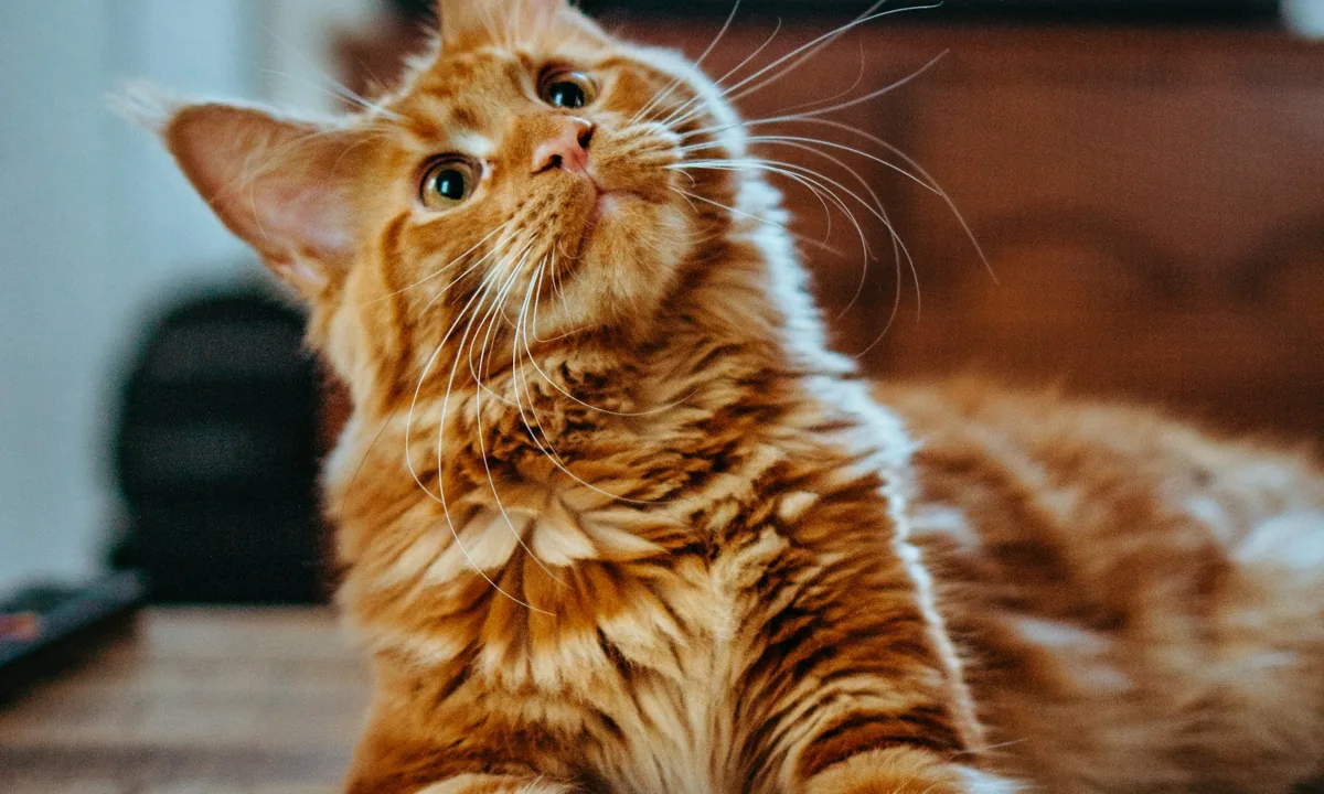Gatto adulto a pelo lungo — Gatto anziano